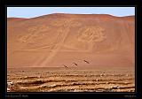 Ballestas Islands 055